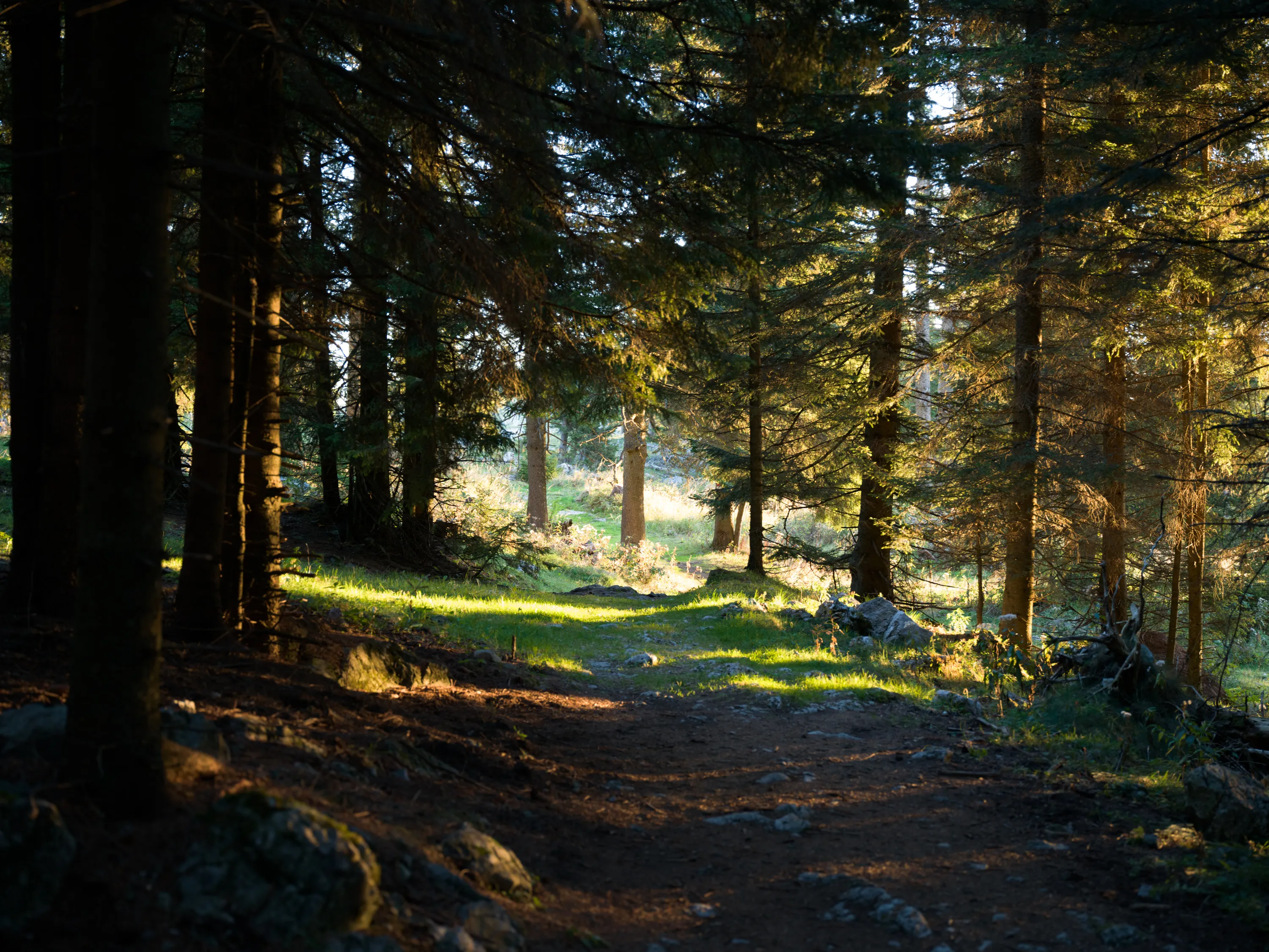 Waldweg im Morgenlicht